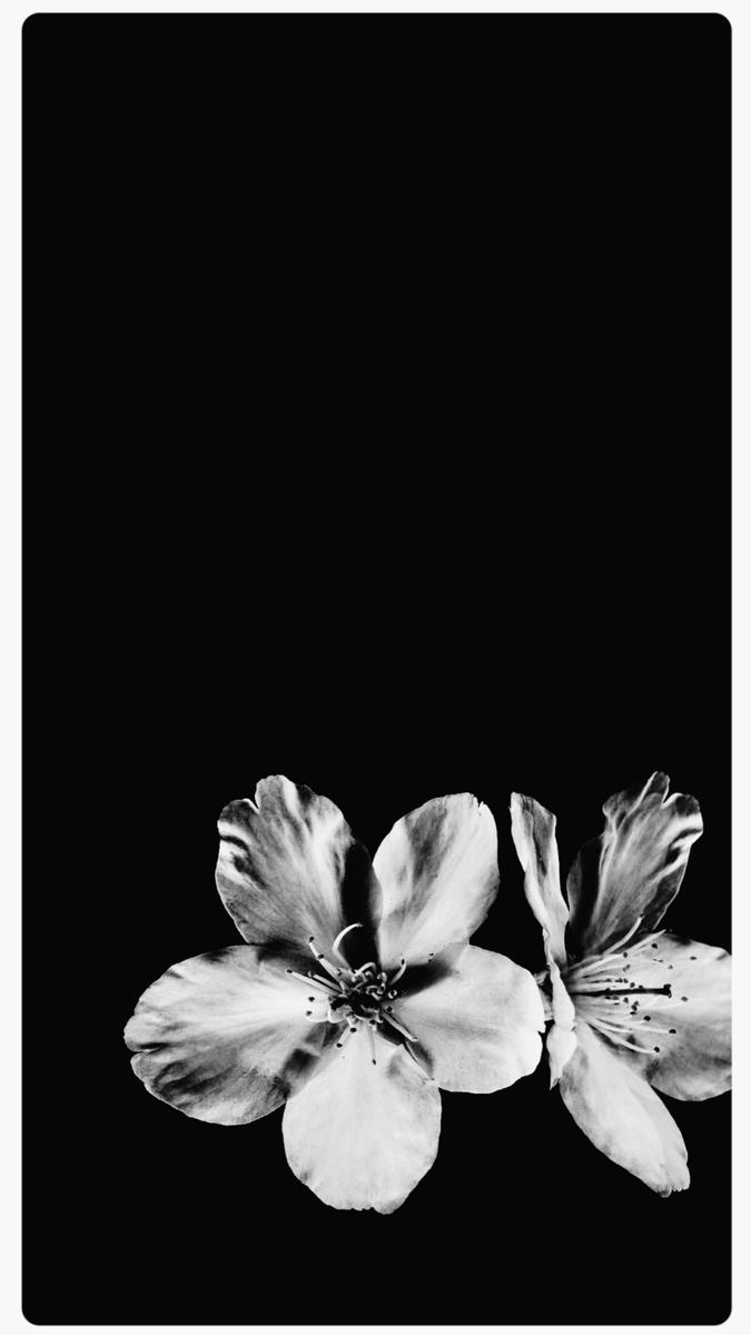 “That moment, cradling the tender cherry sapling between us, unfolded with poetic grace as we envisioned the vibrant future.”