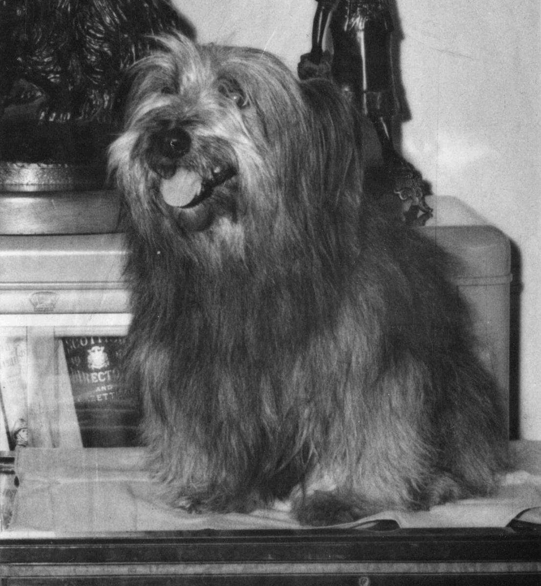 <p>This photo was taken in Willie Merrilee's office at his home in Trinity, Edinburgh.</p>