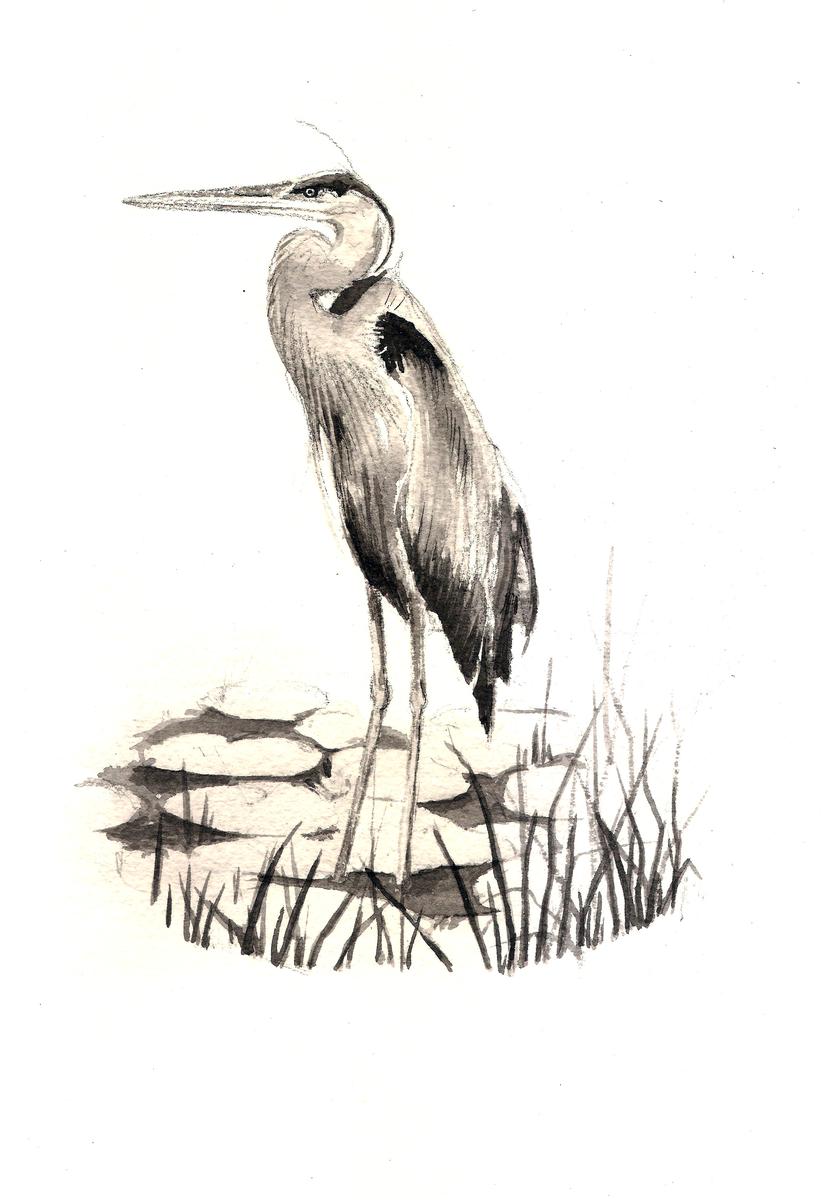 Henrietta the Heron