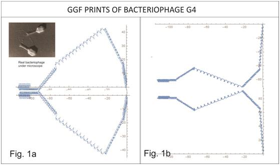 GGF scientific hypothesis