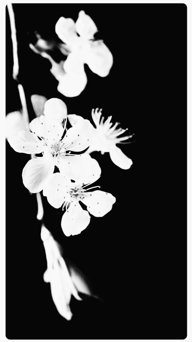 “As I sat on my porch, surrounded by blooming cherry blossoms, I found myself reflecting deeply on our relationship and the chasm that had grown between us over the years…”