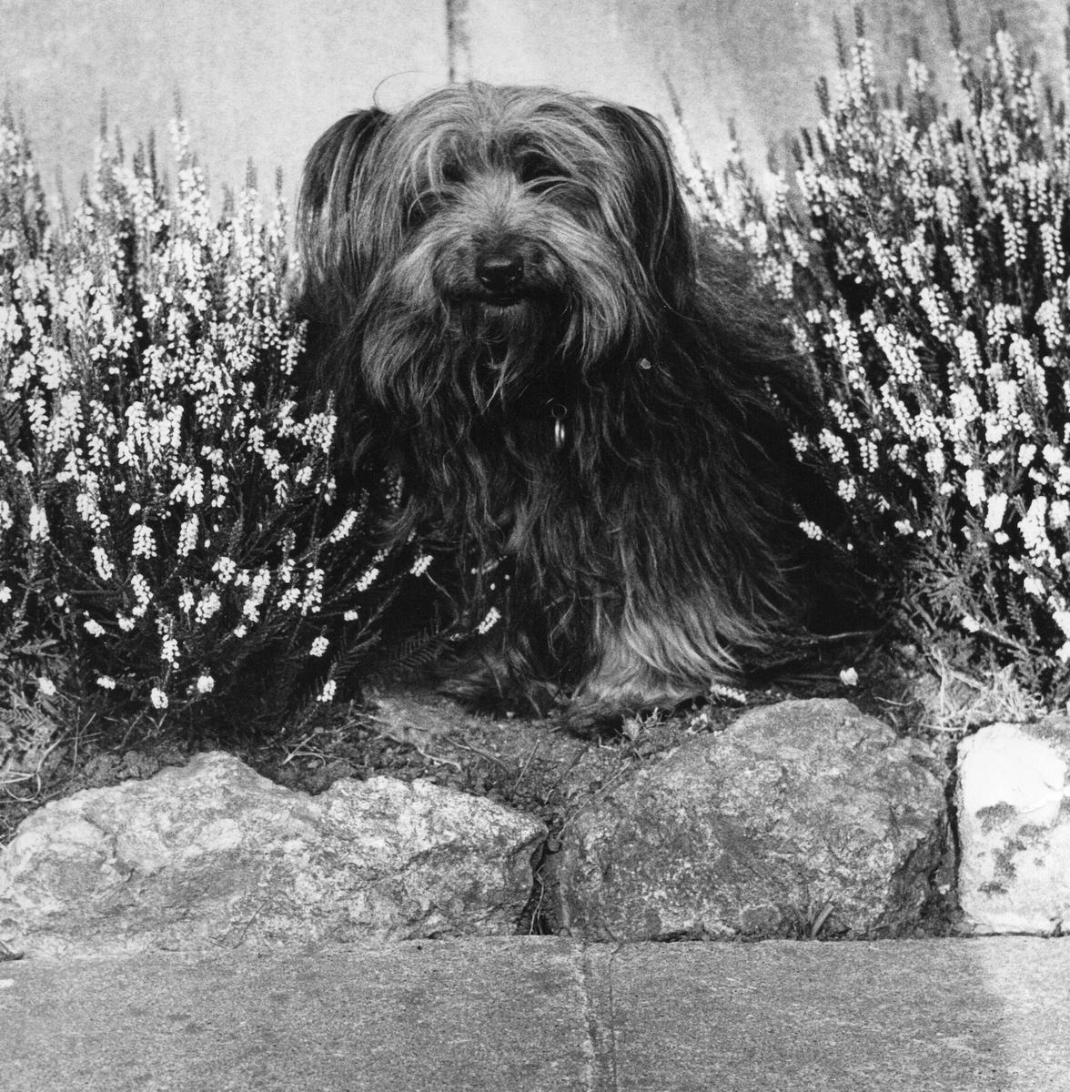 <p>A family portrait photo of Bobby sitting amongst heather.</p>