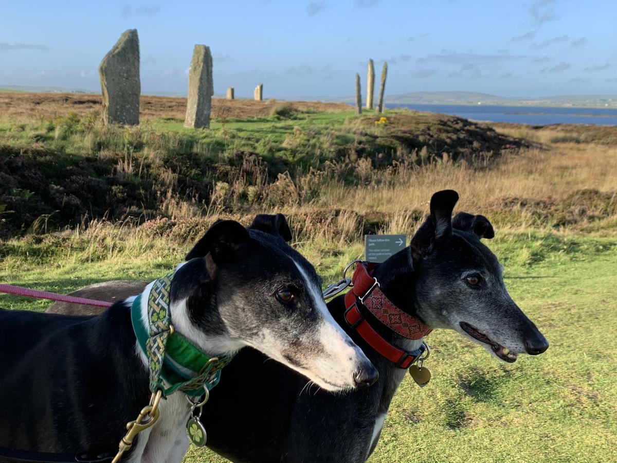 <p>Paddy and Pearl at the Ring of Brodgar. The expressions reflect the large number of rabbits there.</p>