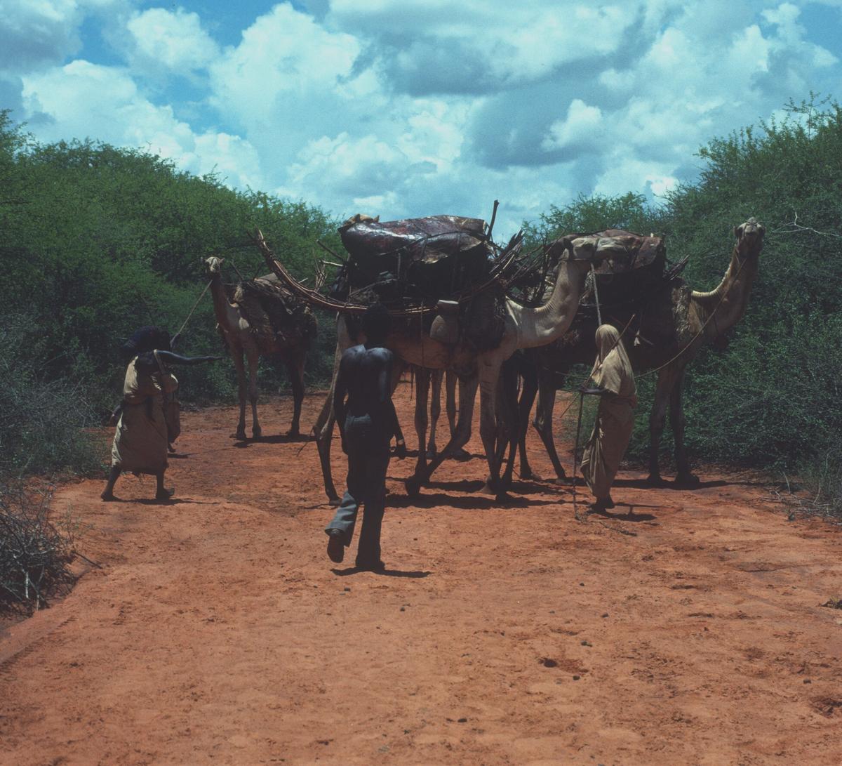 Camels block road