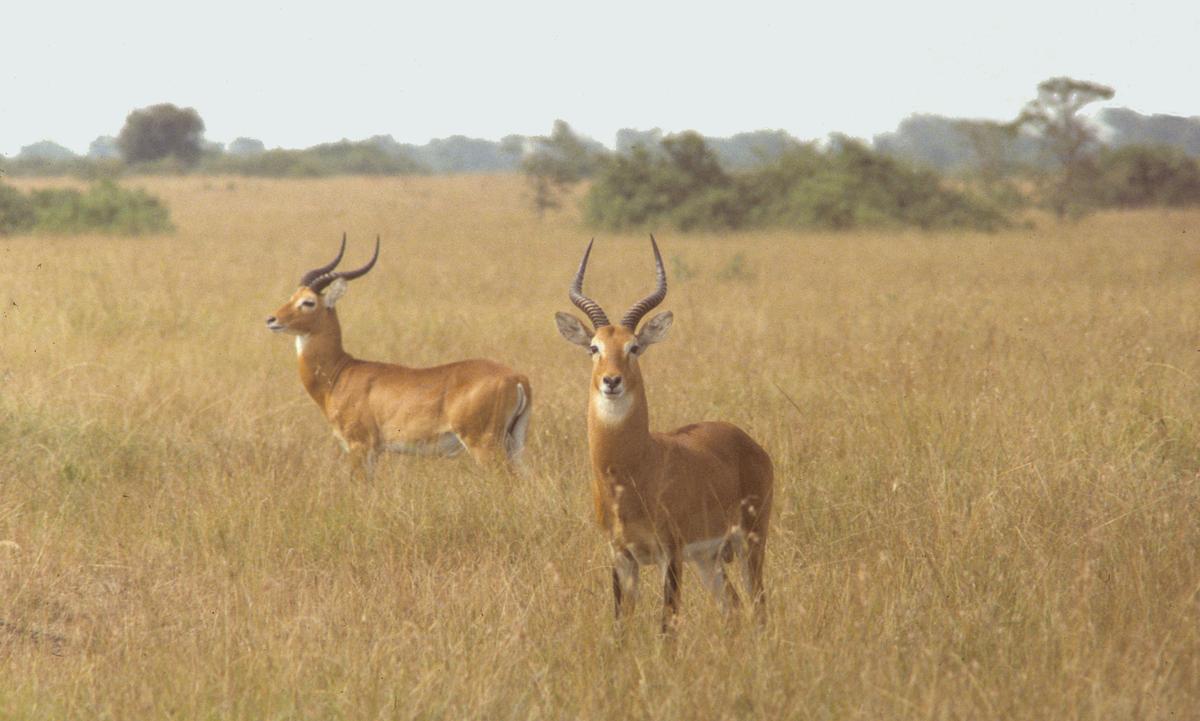 Antelopes
