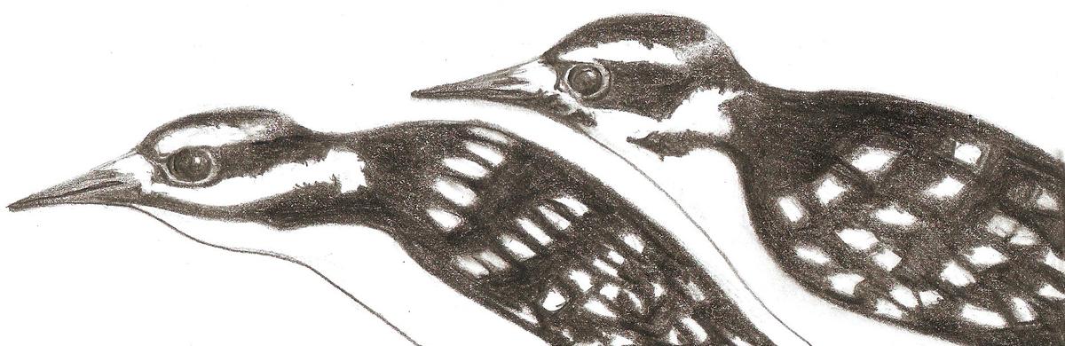 The evil woodpeckers