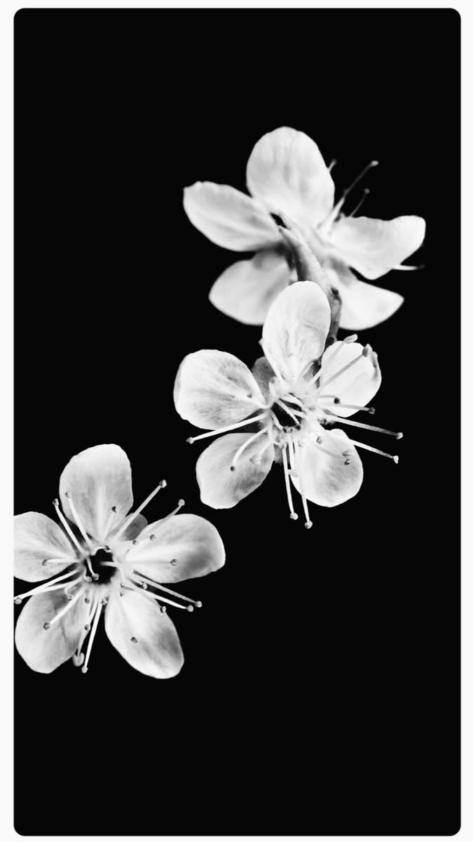 “I watched in awe as she began to transform, merging into a delicate bouquet of white cherry blossoms, each petal whispering secrets of beauty.“