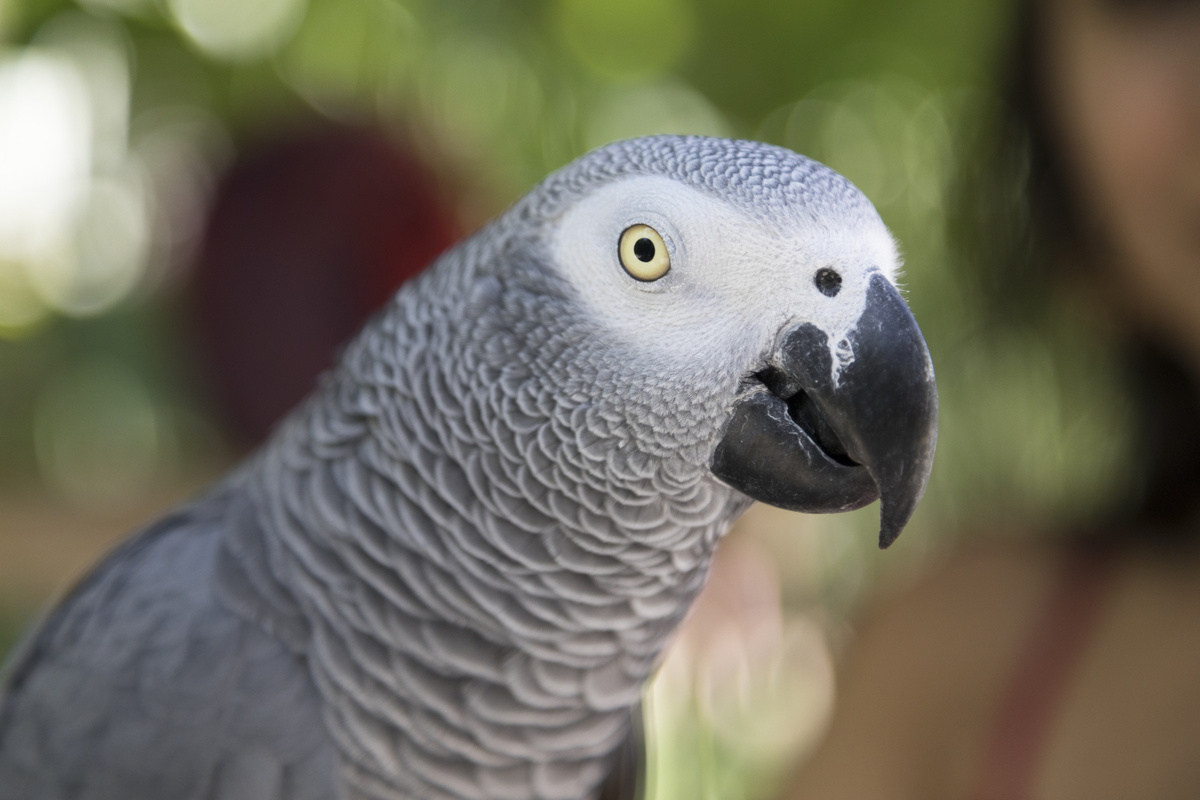 Close-up of an African grey parrot against a blurred green background