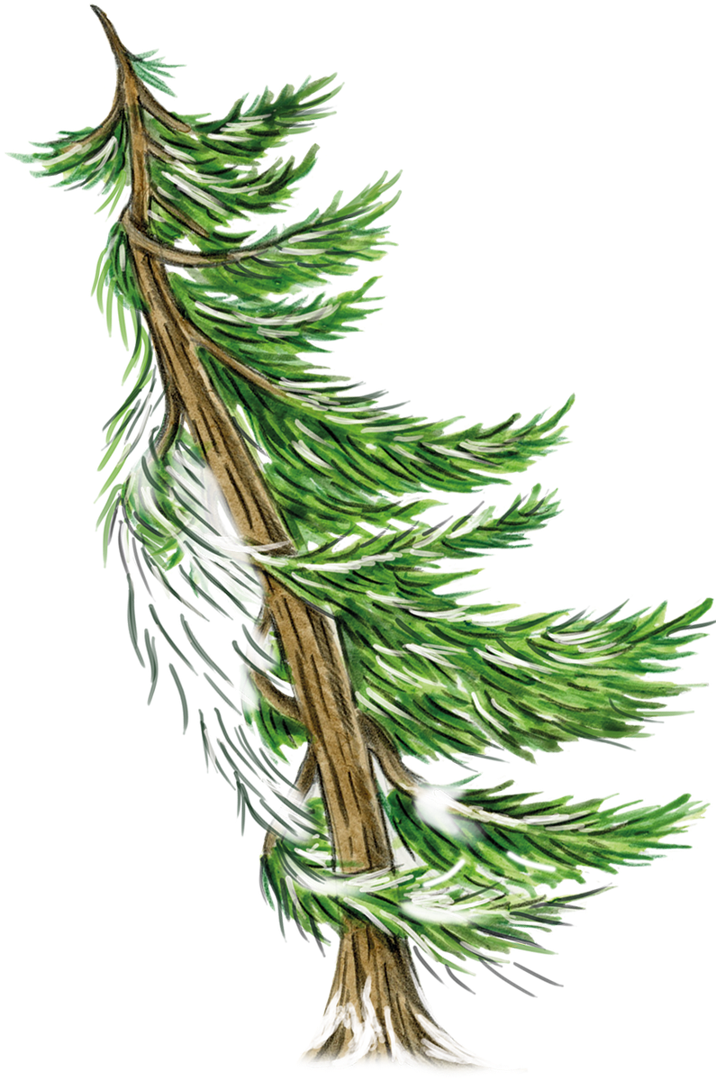 Tree graphic from The Unicorn Society book cover