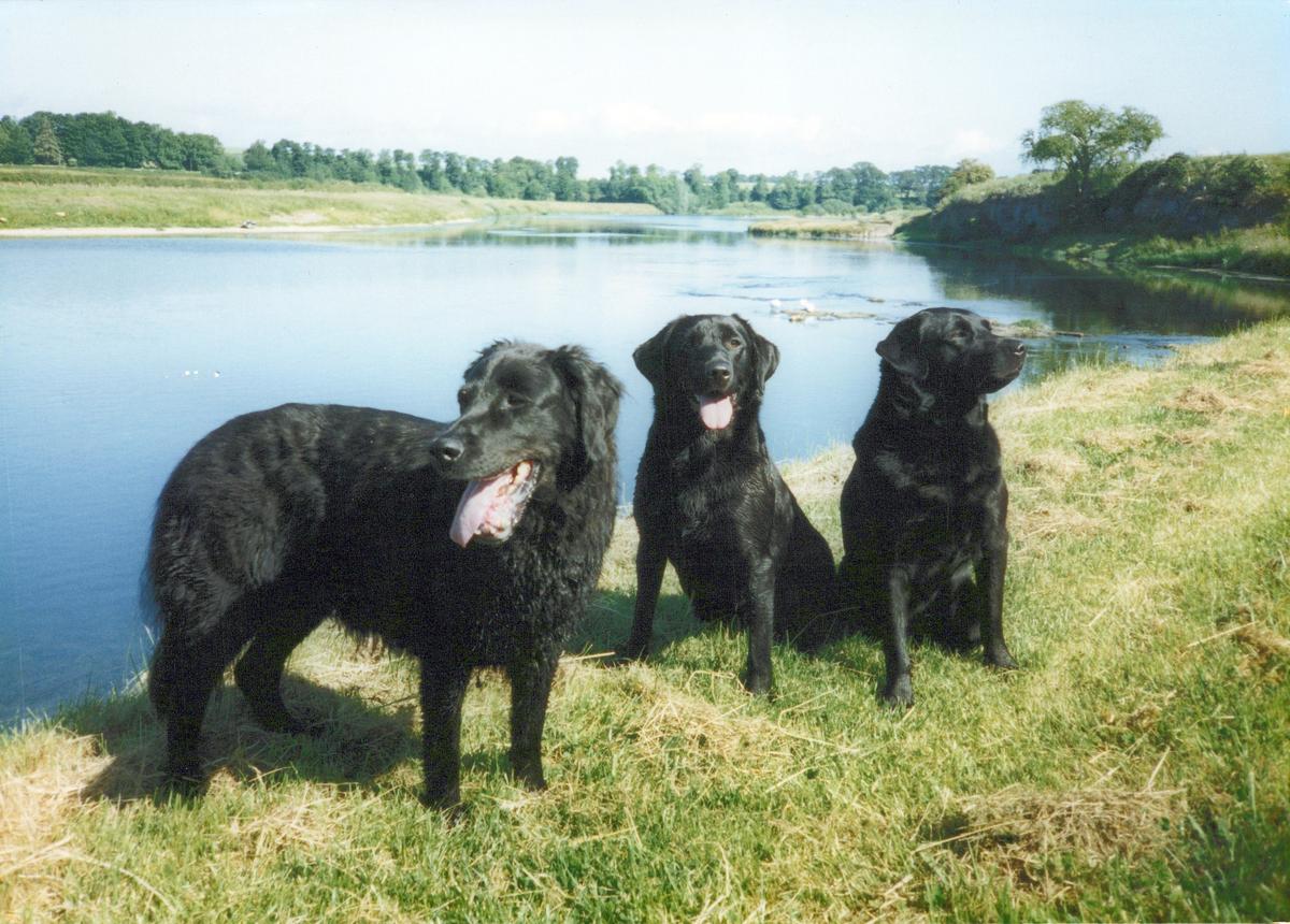 Tess, Holly and Gracie on the river bank