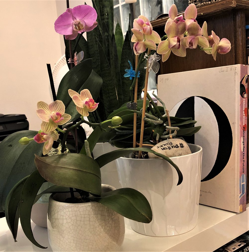 Pink and yellow orchids flowering in Sue Bentley’s study