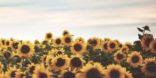Bright yellow sunflowers