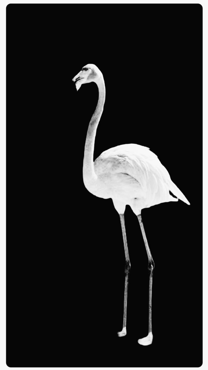 “To my astonishment, there they stood – flamingos – wading gracefully in the shallows, their elegant forms perfectly mirroring the bright pink of the evening sky.”