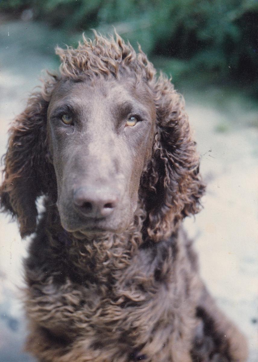 Clem, my water spaniel pup