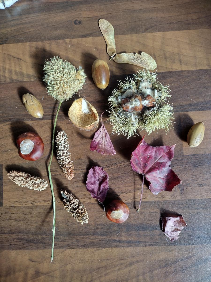 Collecting What The Trees Give Us