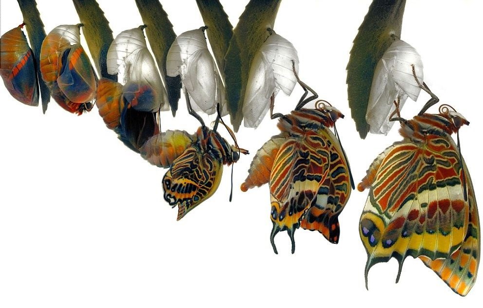 Transformation
