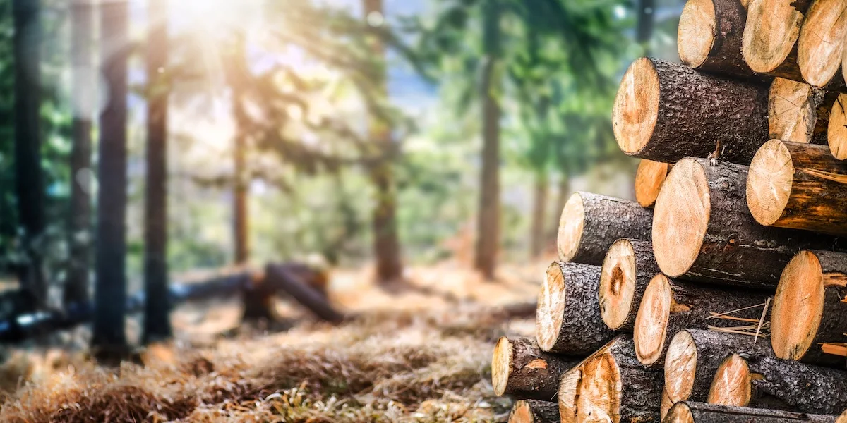 Cut firewood stacked beside sunlit woodland