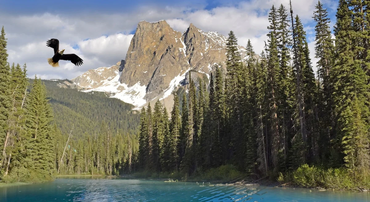 An eagle with outstretched wings flying above a turquoise lake, conifer forest and snow-streaked mountains