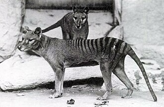 Tasmanian tigers