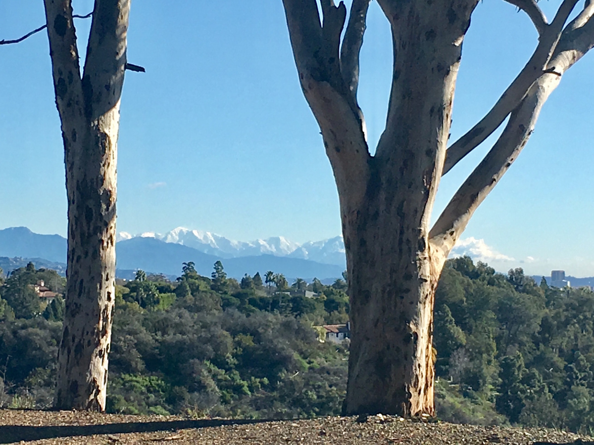 Snow-capped San Gabriel Mountains framed by eucalyptus trees