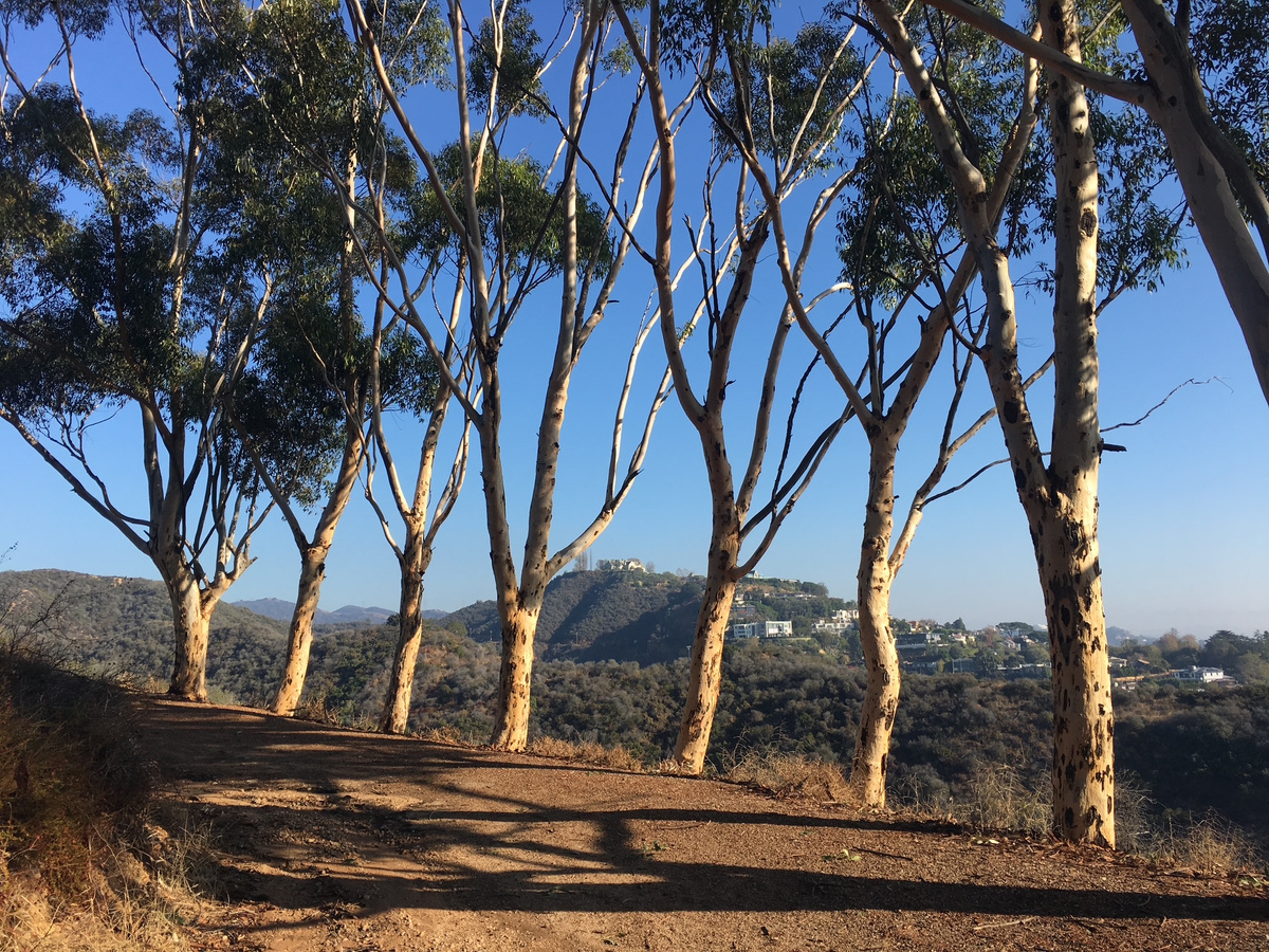 Eucalyptus trees overlooking the Hollywood Hills