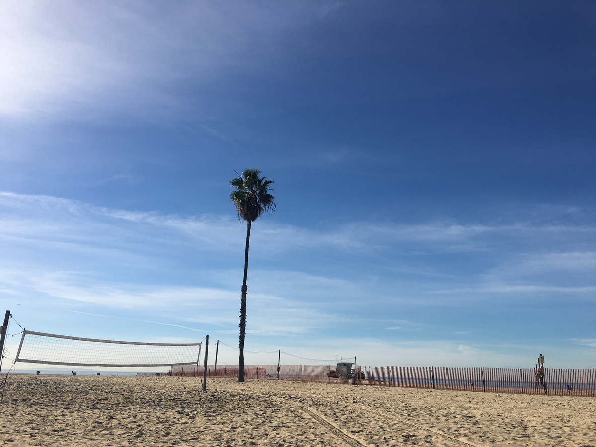 A lone palm tree and volleyball net beneath a blue sky