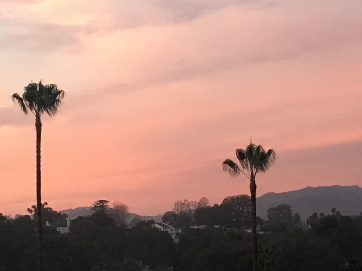Palm trees silhouetted against a pink Los Angeles sunset