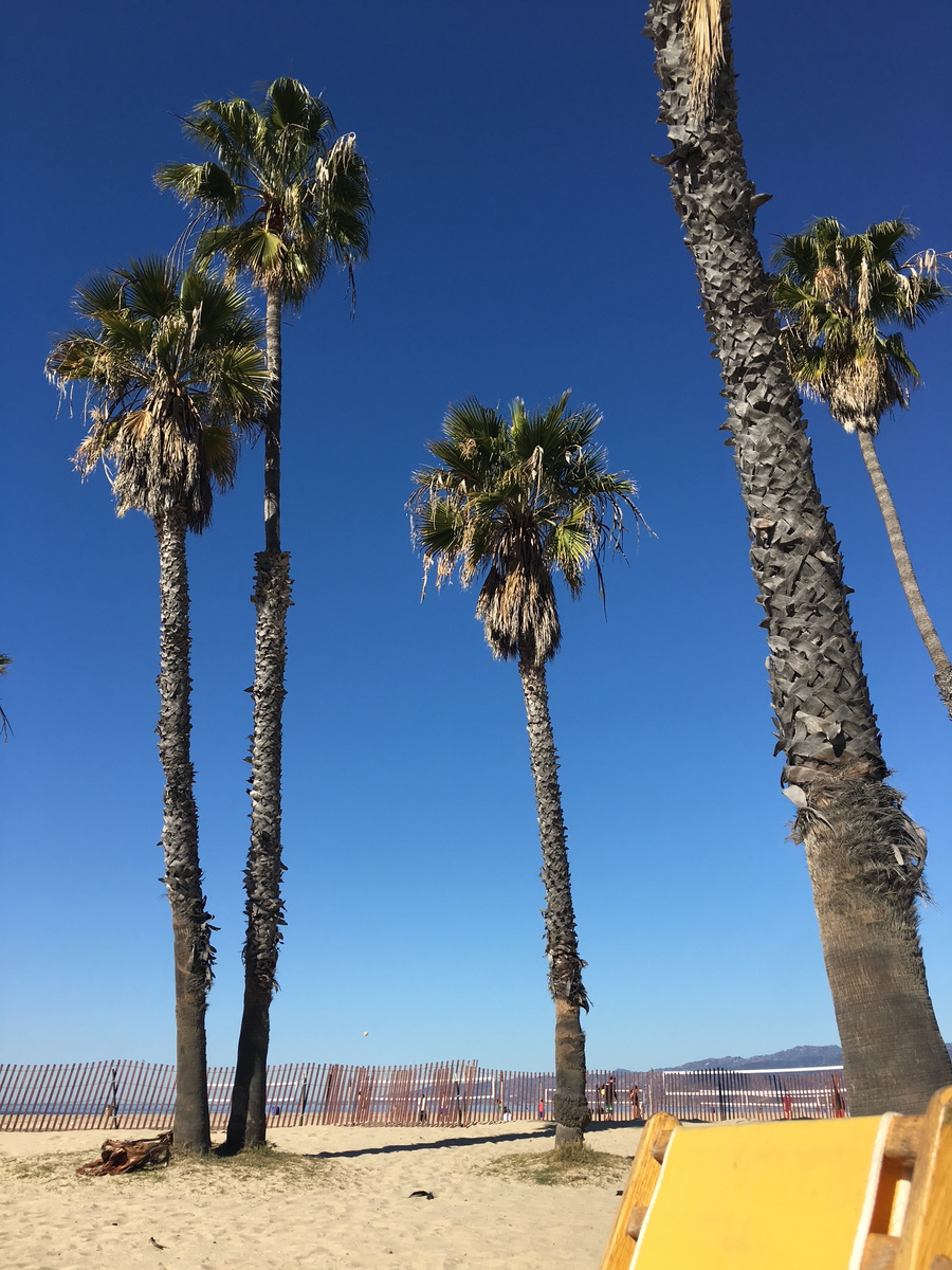 Tall palm trees rising above Santa Monica Beach
