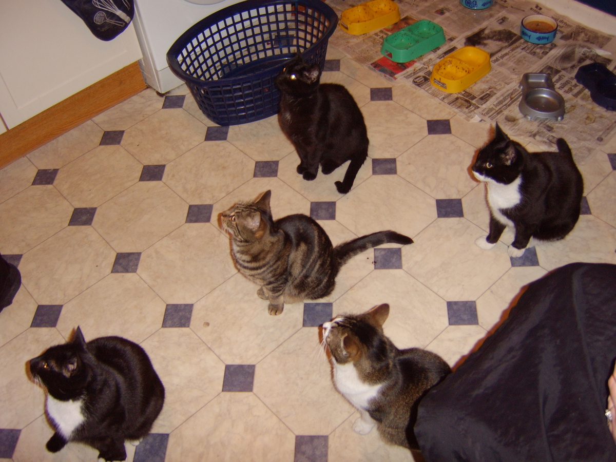 Cats Shango, Tiberius, Dax, Tyr, Trance and Phoenix