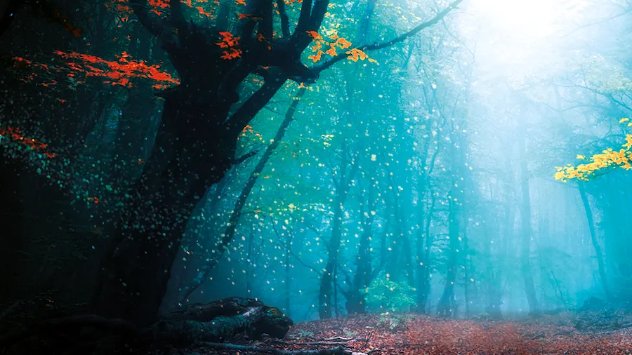Misty ancient woodland with a gnarled old tree and a fallen log beside a leaf-covered path